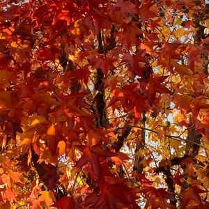 Meet your Posher, Melanie